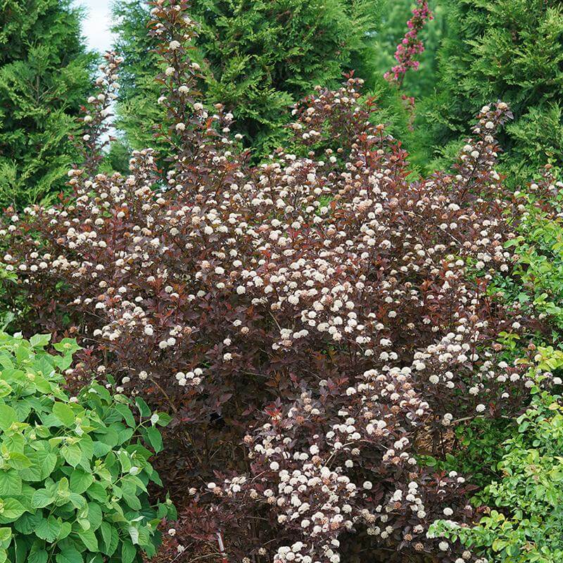 Ginger Wine Ninebark with white blooms and burgundy foliage in a landscape. 