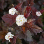 Close-up of a Ginger Wine Ninebark white flower cluster. 