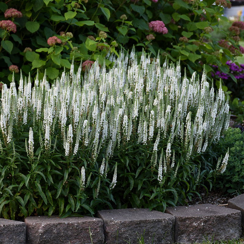 Magic Show® 'White Wands' Spike Speedwell have dark green foliage with stark white blooms.