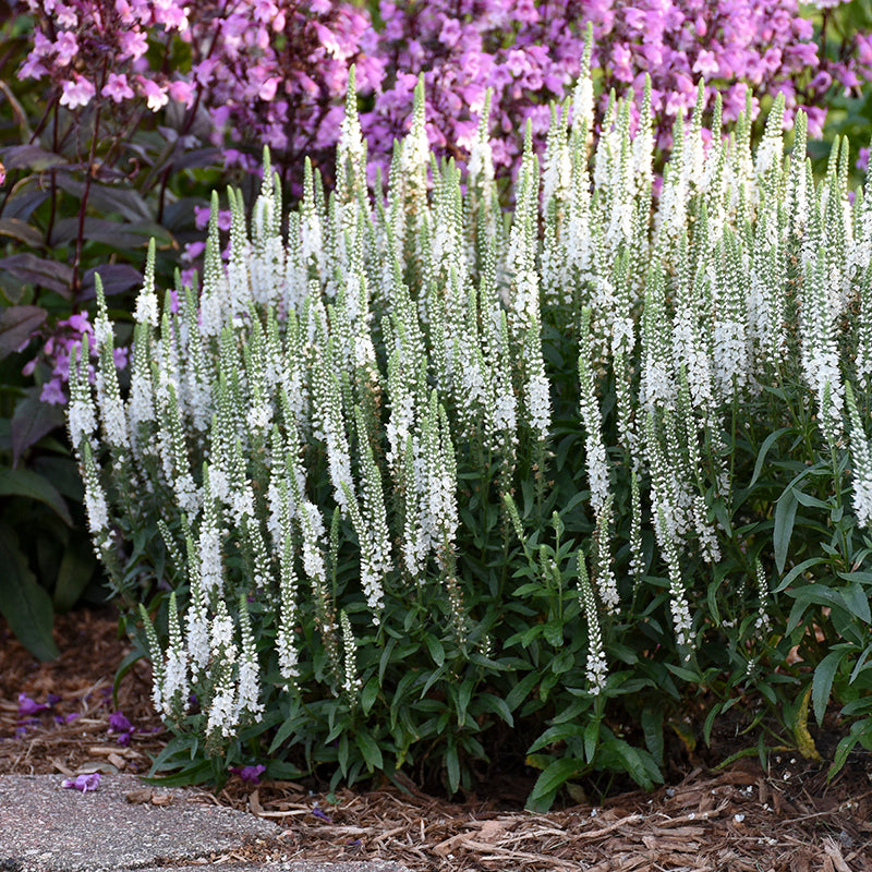 Magic Show® 'White Wands' Spike Speedwell  are long blooming and disease resistant. 