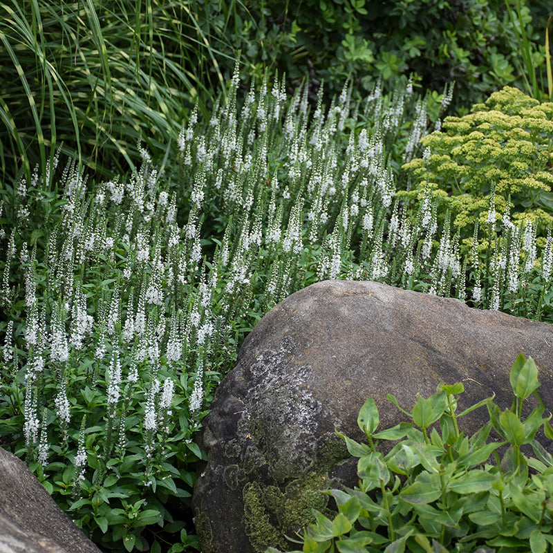 Magic Show® 'White Wands' Spike Speedwell  is perfect for the middle of the garden. 