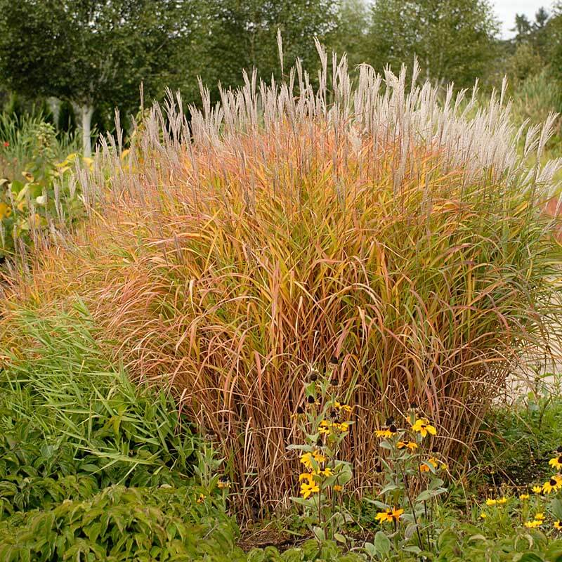 L'eulalie pourpre présente des feuilles vertes à texture fine qui poussent en touffes denses et s'arquent gracieusement pour former un port attrayant. 