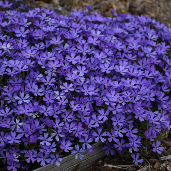 A carpet of violet star-shaped Violet Pinwheel Creeping Phlox. 