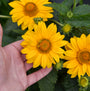 Tuscan Gold False Sunflower is a hardy and heat tolerant native perennial