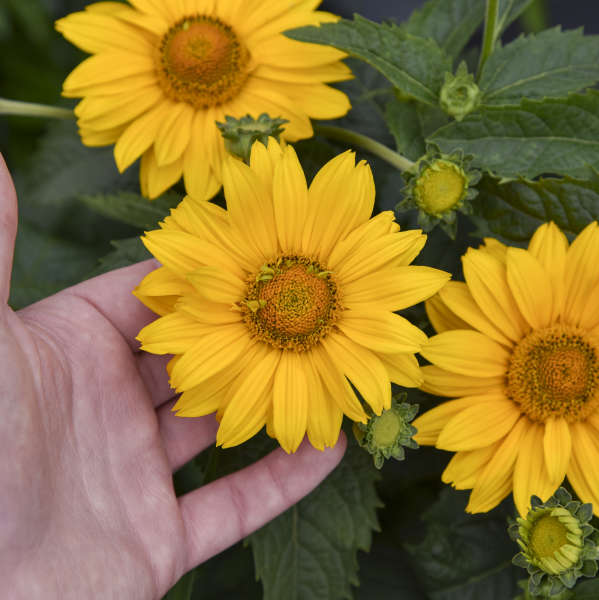 Tuscan Gold False Sunflower is a hardy and heat tolerant native perennial