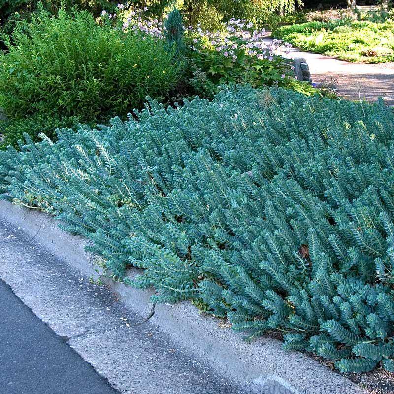A carpet of Blue Spruce Stonecrop in a garden. 