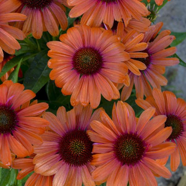 Gros plan sur des fleurs d'échinacée orange vif, de la variété Color Coded Orange You Awesome. 