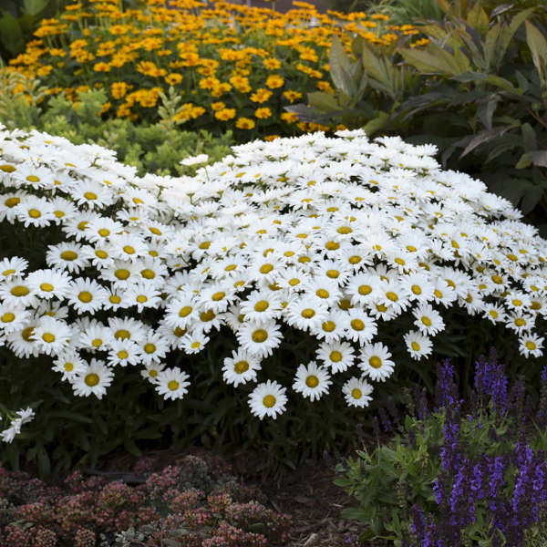 Amazing Daisies Daisy May Shasta Daisy with stark white flowers that have gold yellow centers. 
