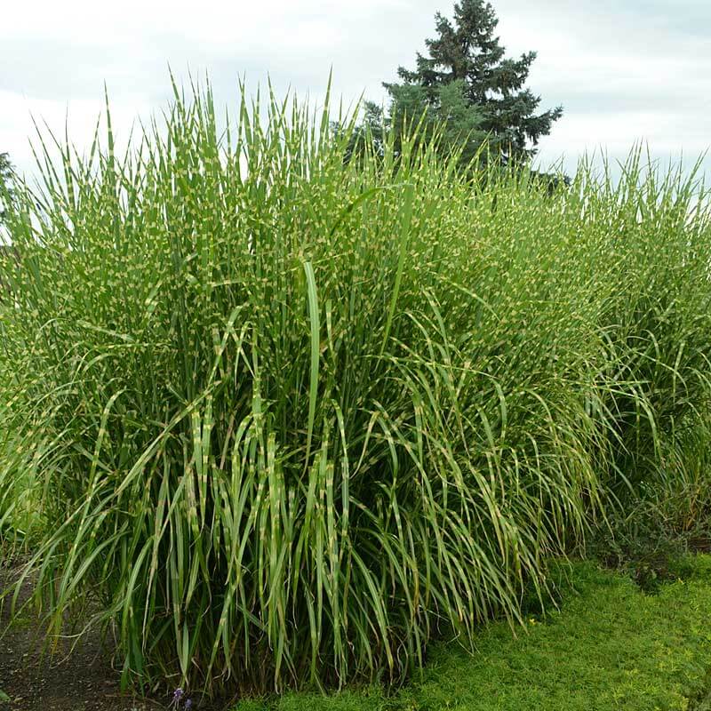Great Garden Plants Strictus Maiden Grass - Thumbnail 2