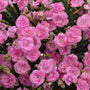 Fruit Punch Sweetie Pie Dianthus' cute pink blooms. 