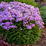 Pale pink Opening Act Blush Hybrid Phlox flowers floating above glossy green foliage. 