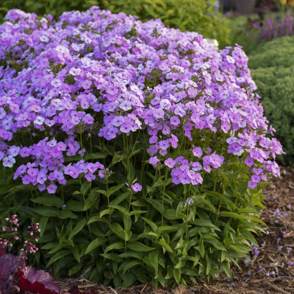Pale pink Opening Act Blush Hybrid Phlox flowers floating above glossy green foliage. 