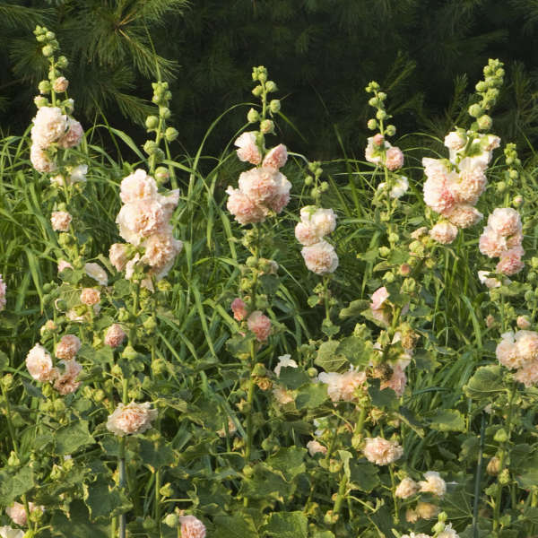Peaches 'N' Dreams Hollyhock has large and showy peach colored blossoms.