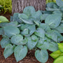 Prairie Sky Hosta with sky blue teardrop-shaped leaves at the base of a tree. 