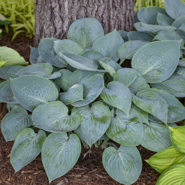 Prairie Sky Hosta with sky blue teardrop-shaped leaves at the base of a tree. 