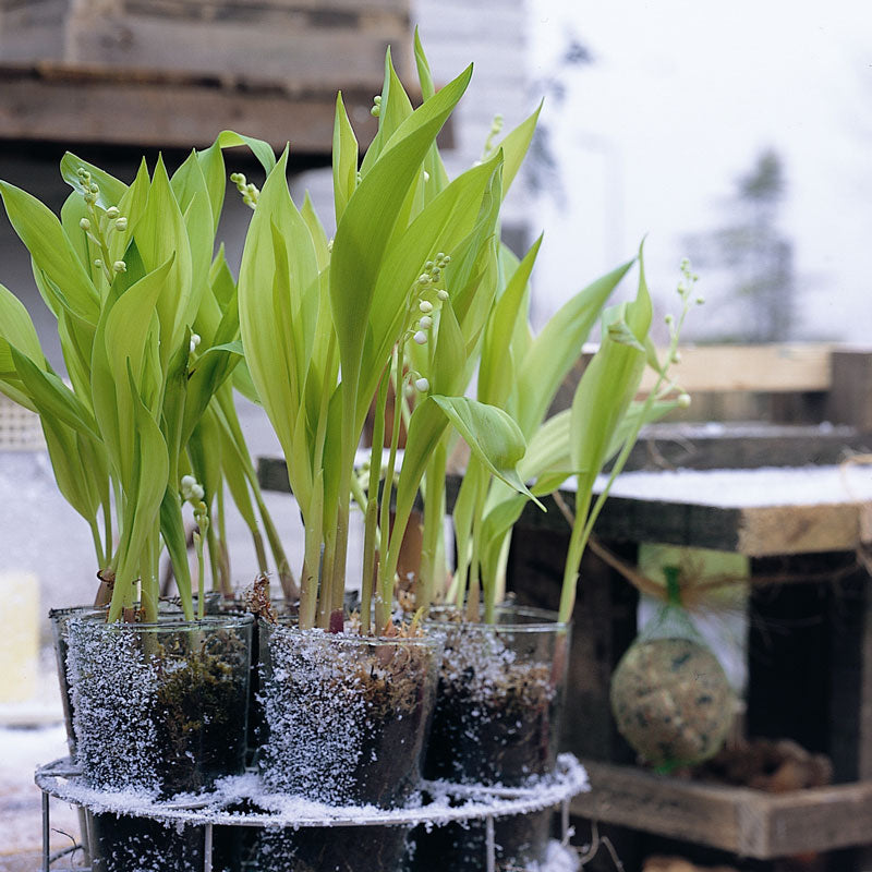 lily of the valley flower for sale Lily of the Valley (Convallaria)