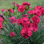 Cranberry Cocktail Dianthus with magenta-red flowers and spiky grey-blue foliage. 