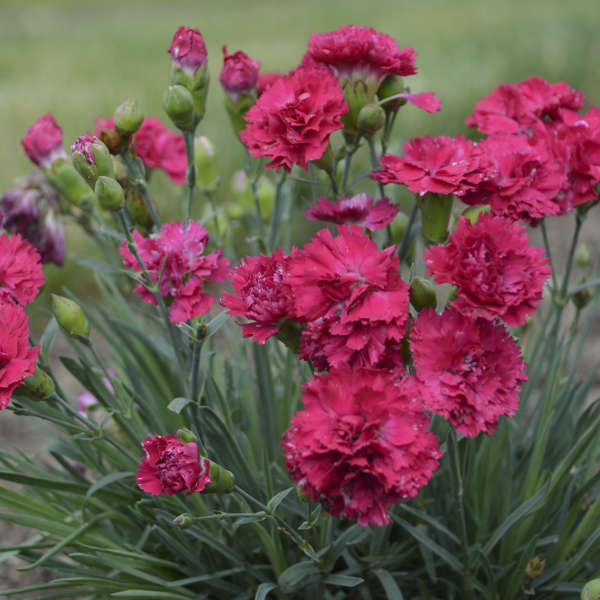 Cranberry Cocktail Dianthus with magenta-red flowers and spiky grey-blue foliage. 