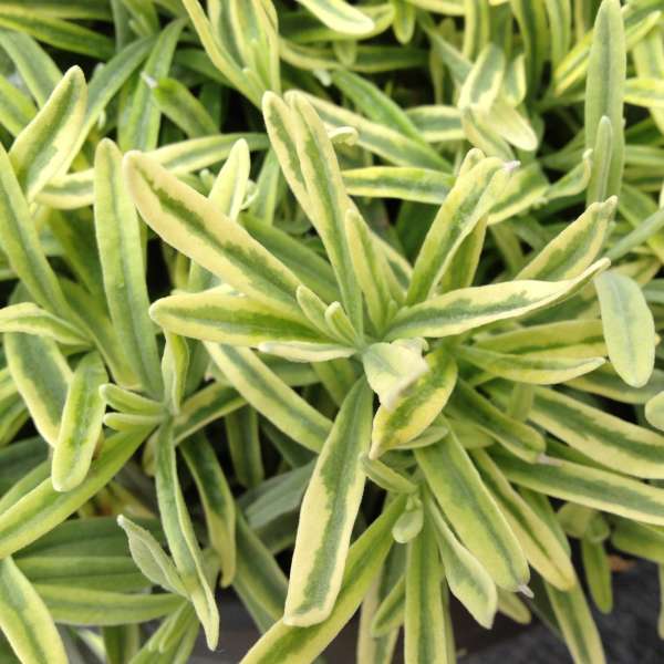 blond lavender plant Platinum Blonde™ Lavender (Lavandula)
