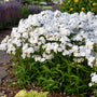 Opening Act White Phlox with white blooms and dark green foliage. 