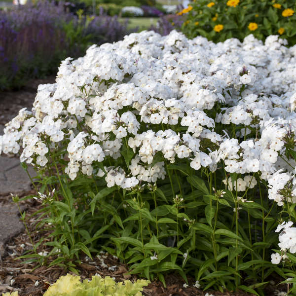 Opening Act White Phlox with white blooms and dark green foliage. 