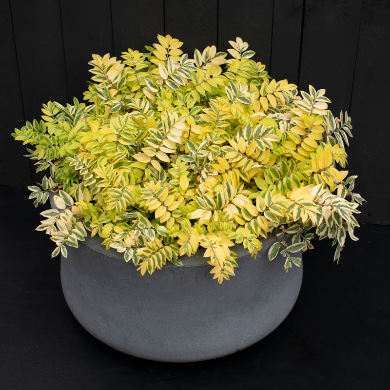 L'Échelle de Jacob 'Golden Feathers' possède un feuillage panaché doré.