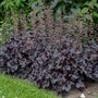 Primo Black Pearl Coral Bells has large dark, glossy, ruffled leaves