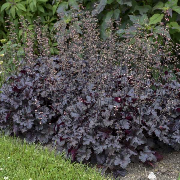 Primo Black Pearl Coral Bells has large dark, glossy, ruffled leaves