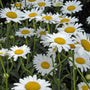 Closeup of the delightful white flowers of Becky Shasta daisy.