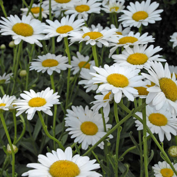 Closeup of the delightful white flowers of Becky Shasta daisy.