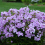 Opening Act Blush Hybrid Phlox with soft lavender-pink blooms. 