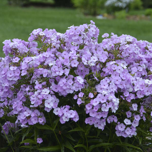 Opening Act Blush Hybrid Phlox with soft lavender-pink blooms. 