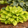 Fire Island Hosta with heart-shaped gold foliage in a garden with another hosta.