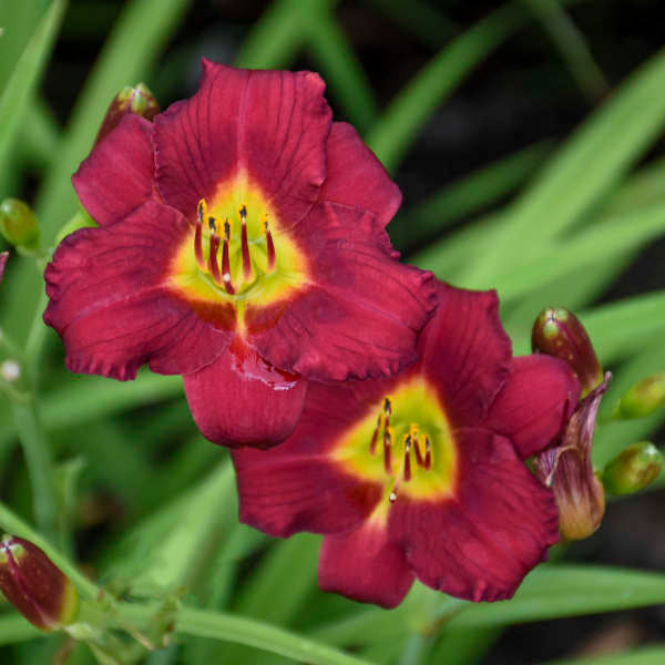 Close-up of two cranberry-colored Pardon Me Daylily blooms. 