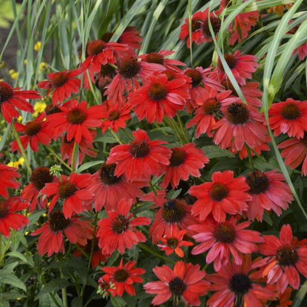 Sombrero Salsa Red Coneflower red coneflower with bright color