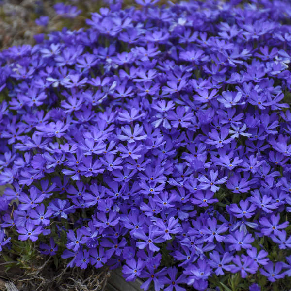Violet Pinwheels Creeping Phlox with vibrant violet star-shaped blooms. 