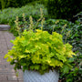 Twist of Lime Coral Bells with bright chartreuse leaves in a white pot. 