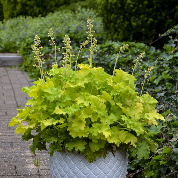 Twist of Lime Coral Bells with bright chartreuse leaves in a white pot. 