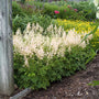 White Astilbe thrives in moisture retentive soil