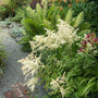White Astilbe  attracts butterflies and deer resistant