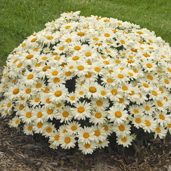 A dome of pure white Whoops-A-Daisy Shasta Daisy blooms. 