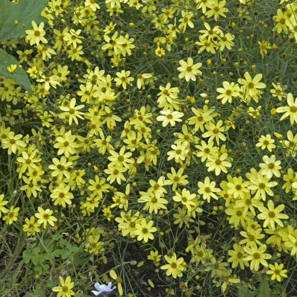 Moonbeam Tickseed with pale yellow flowers dotting emerald green foliage. 