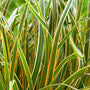 EverColor Everglow Sedge with green leaf blades decorated with yellow margins. 