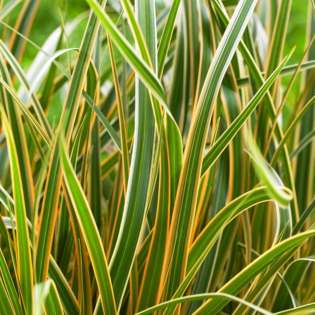 EverColor Everglow Sedge with green leaf blades decorated with yellow margins. 