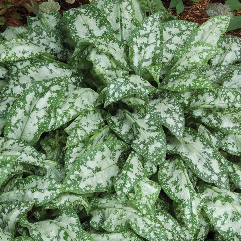 Trevi Fountain Lungwort with slender silver spotted leaves. 