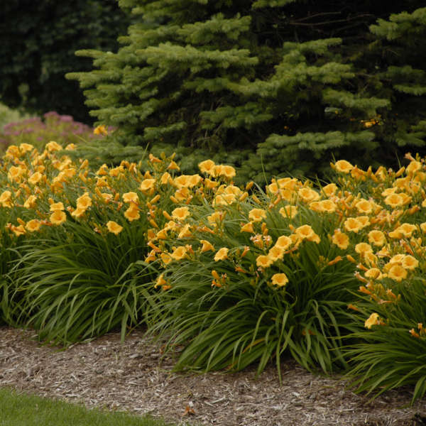 Stella d'Oro Daylily planted in drifts of multiple flowers in a landscape. 