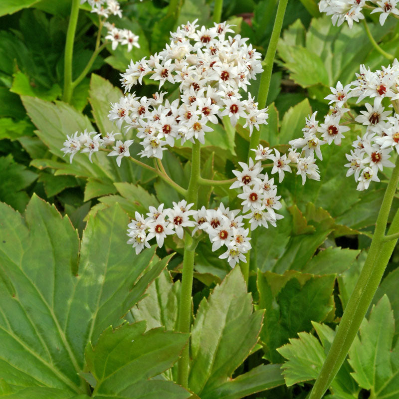 Red-leaf mukdenia blooms with clusters of white flowers