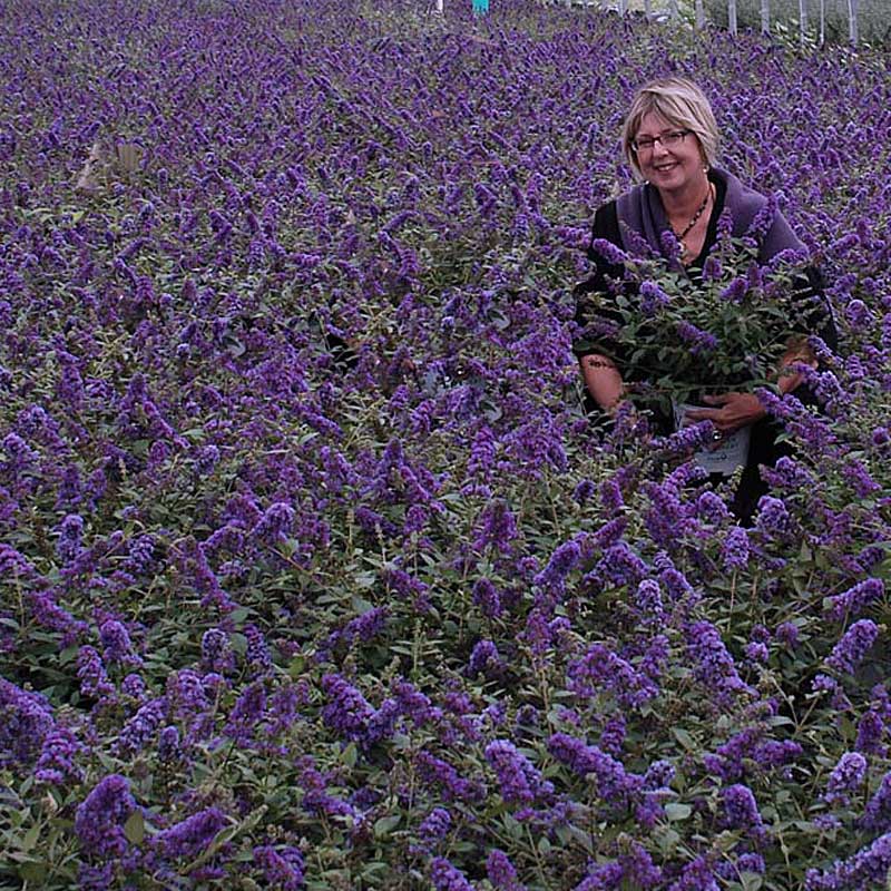 Lo & Behold® 'Blue Chip Jr.' Butterfly Bush has blue spiked flowers and silver-hued foliage in early summer and continue to bloom until fall. 