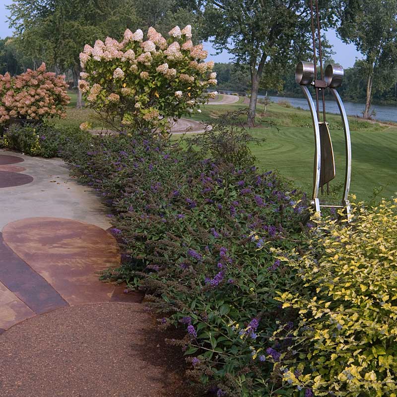 Lo & Behold® 'Blue Chip Jr.' Butterfly Bush is perfect for smaller spaces.