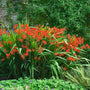 Lucifer Montbretia with red blooms and iris-like green foliage in a garden. 